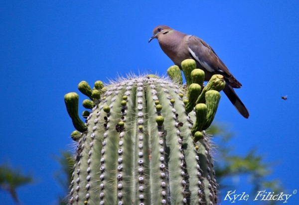 The White-Winged Dove