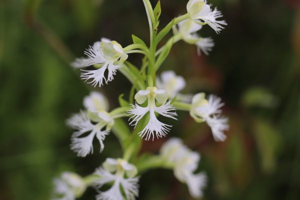 The Eastern Prairie Fringed Orchid