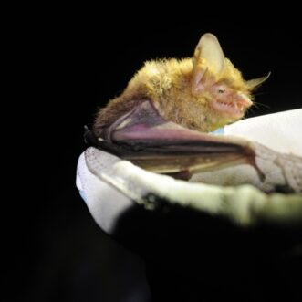 The northern long-eared bat, Myotis septentrionalis