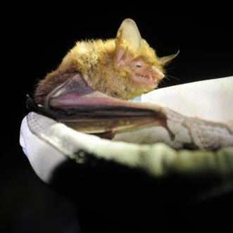 The northern long-eared bat, Myotis septentrionalis