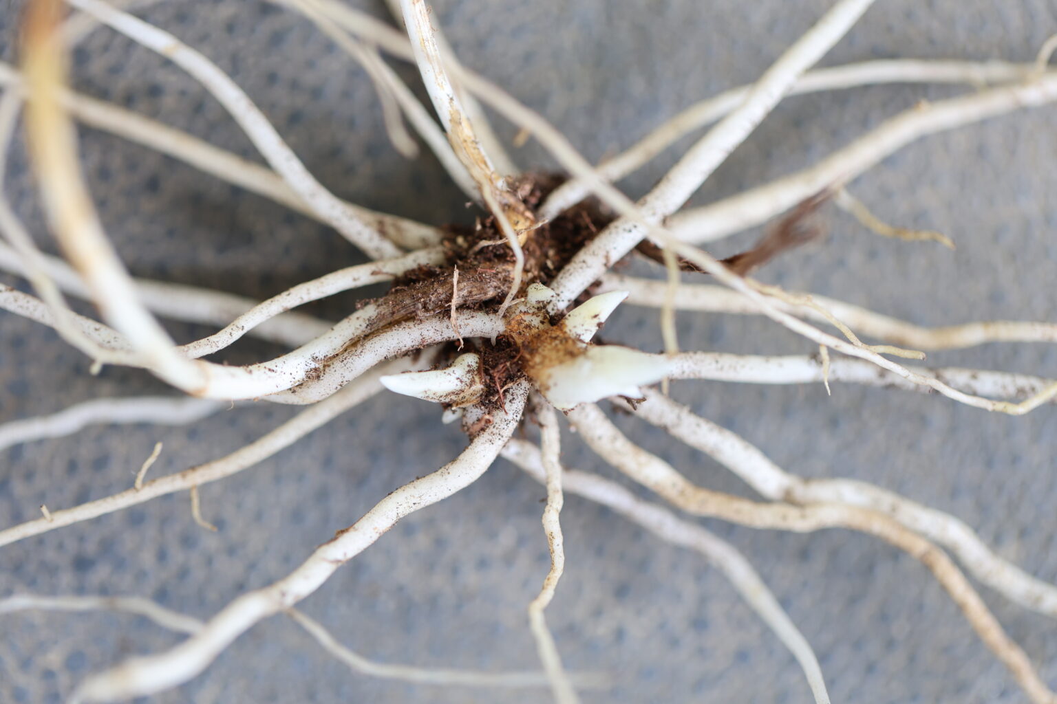 Botanists Discover the Largest Pennsylvania Population of Mountain ...