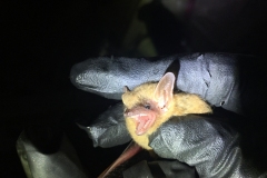 bat-3