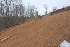 CEC ecological staff reinforce a steep slope using willow and dogwood live stakes to help stabilize soils.